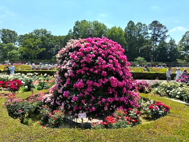 「神代植物公園」の「春のバラフェスタ」バラのドーム