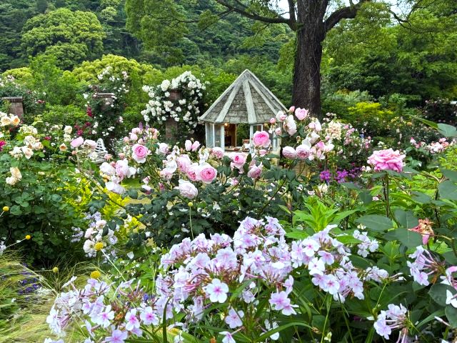 「ACAO FOREST」の「ACAO ROSE FESTA 2026」の「イングリッシュローズガーデン」
