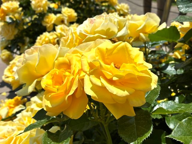「神代植物公園」の「春のバラフェスタ」のバラの花