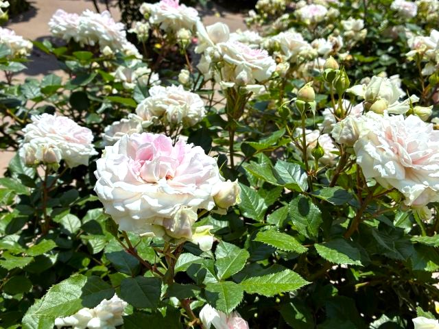 「神代植物公園」の「春のバラフェスタ」のバラの花
