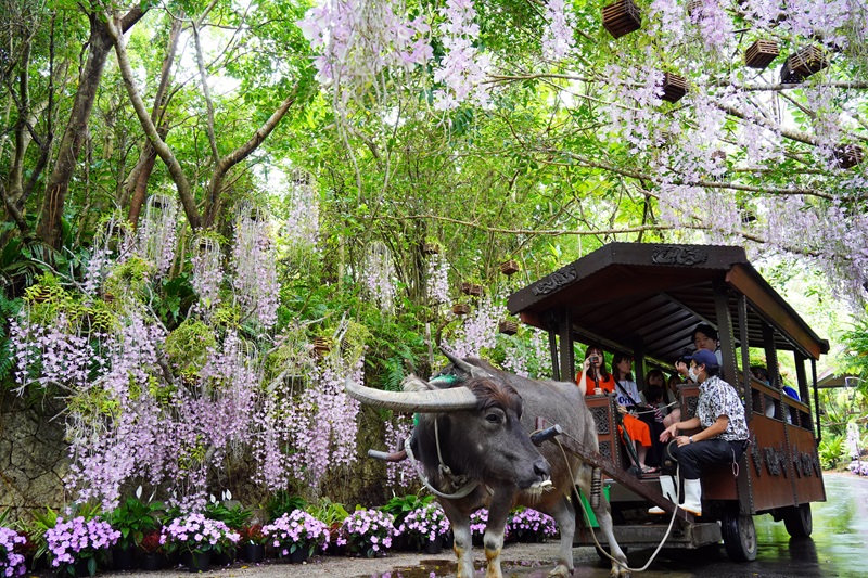 【らんの花祭りうりずん2026】花が降りそそぐようなシャワートンネルが圧巻！｜ 沖縄県