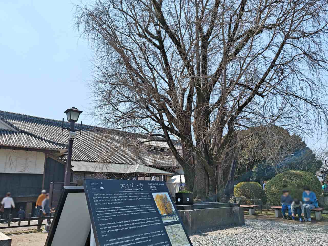 熊本県熊本市・「熊本城」大銀杏