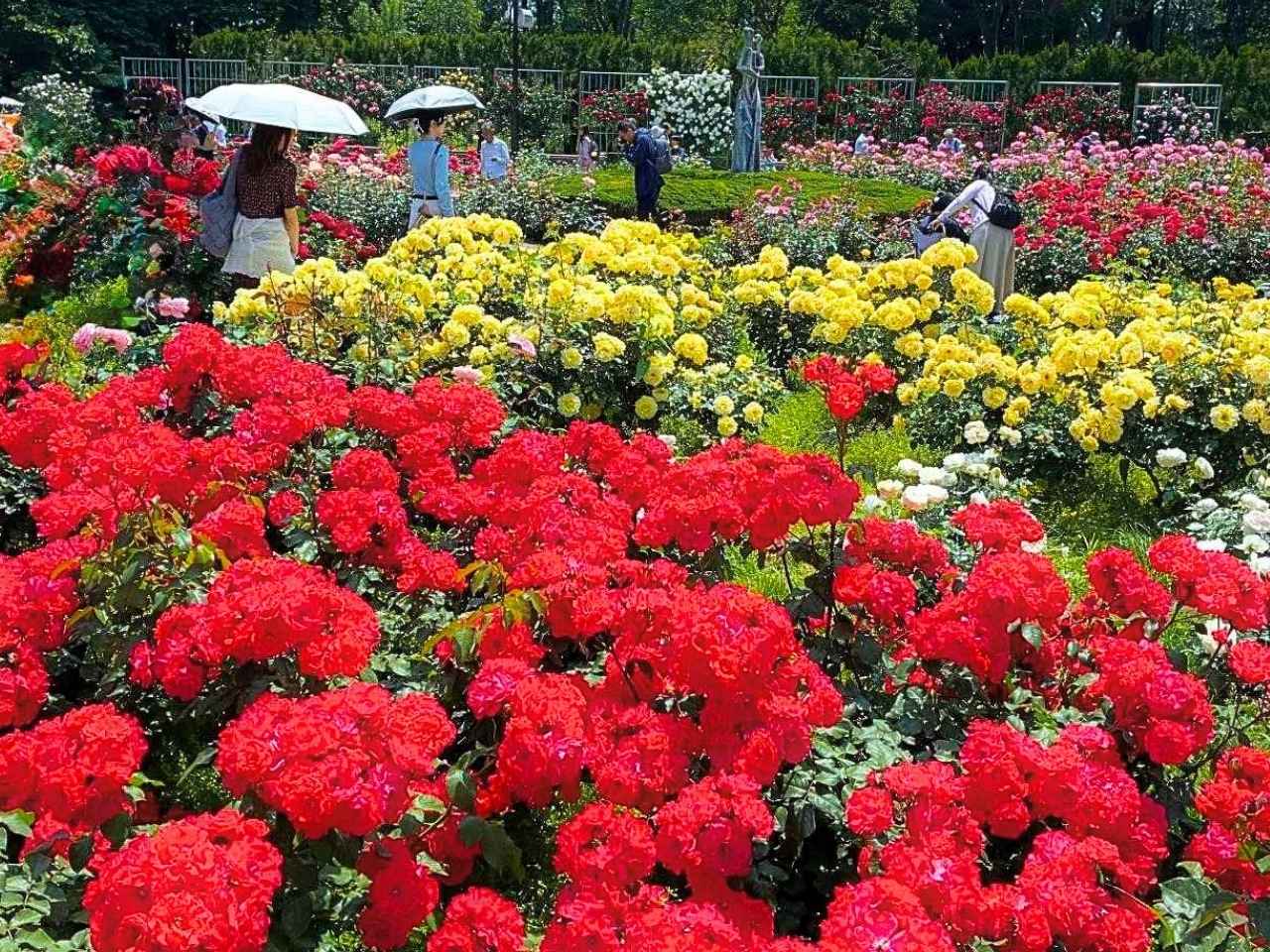 「神代植物公園」の「春のバラフェスタ」