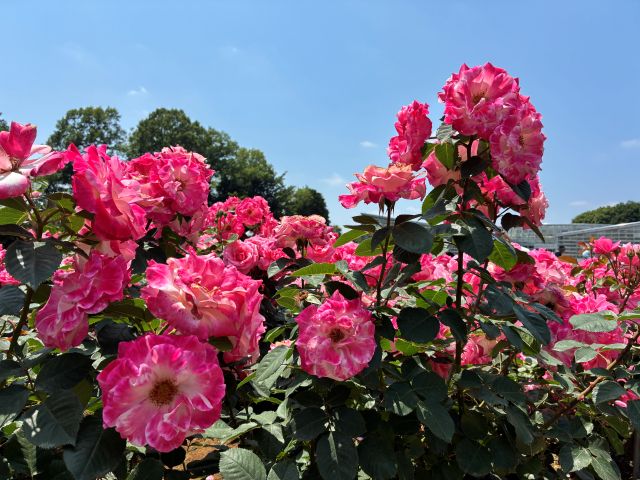 「神代植物公園」の「春のバラフェスタ」のバラ