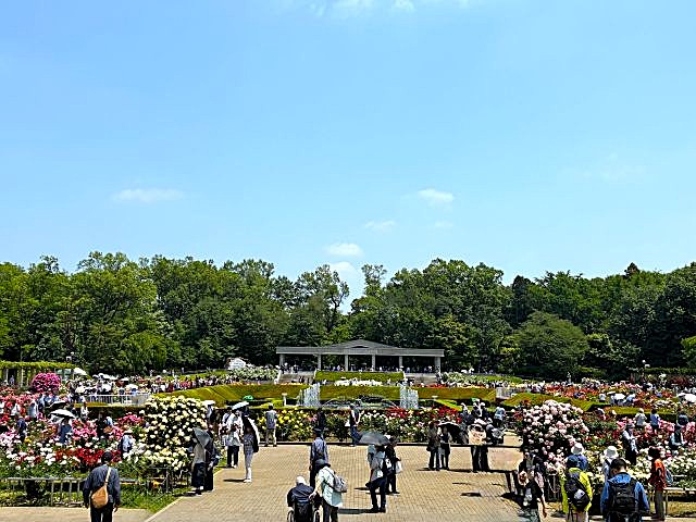 「神代植物公園」の「春のバラフェスタ」のバラ