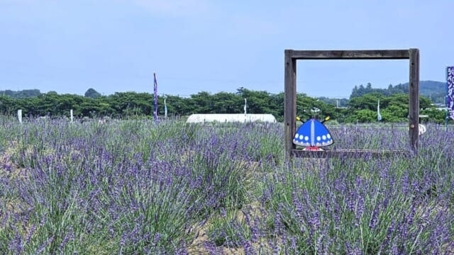 埼玉・嵐山町のラベンダーまつりでキャンドルナイト体験