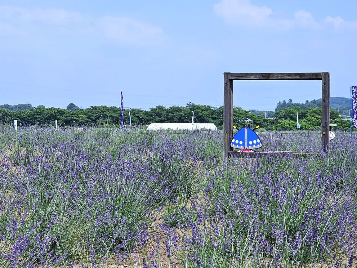 埼玉・嵐山町で「ラベンダーまつり」開催！1日限りのキャンドルナイトや特別ツアー臨時列車も