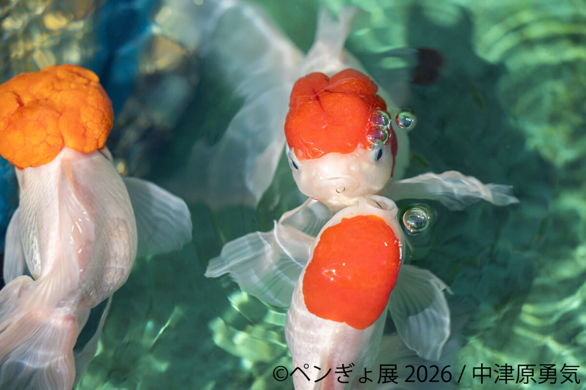 ペンぎょ展 2026の作品