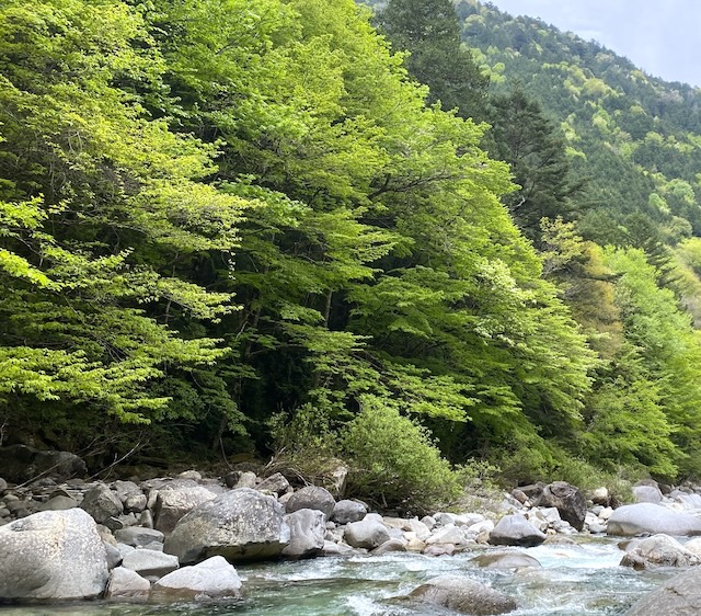 阿寺渓谷　（牛ヶ淵）輝く緑