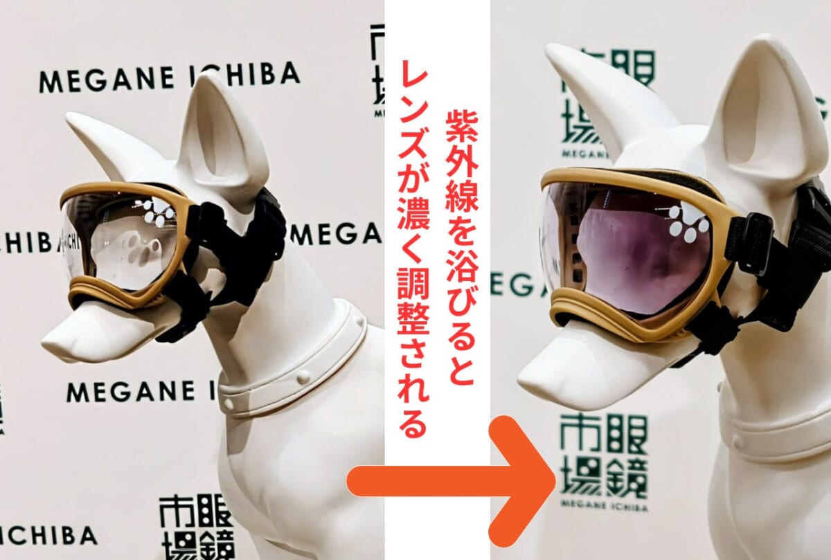 静岡県静岡市・株式会社メガネトップ（眼鏡市場）／東京・2026年6月3日（水）開催「紫外線対策事業戦略発表会」犬専用ゴーグル「WANGLASS（ワングラス）」調光レンズの効果
