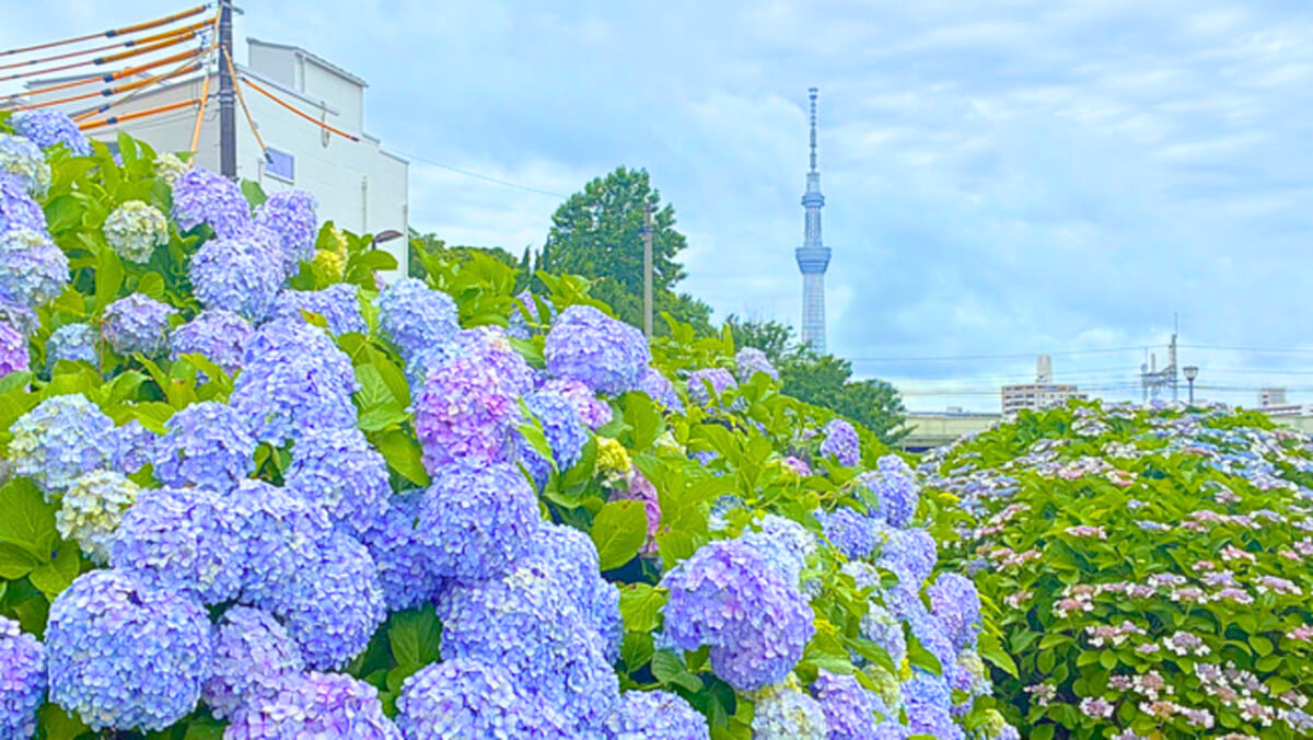 【穴場無料あじさいスポット】東京スカイツリーとの絶景！2,000株の楽園のフォトスポットはここ｜旧中川あじさい広場