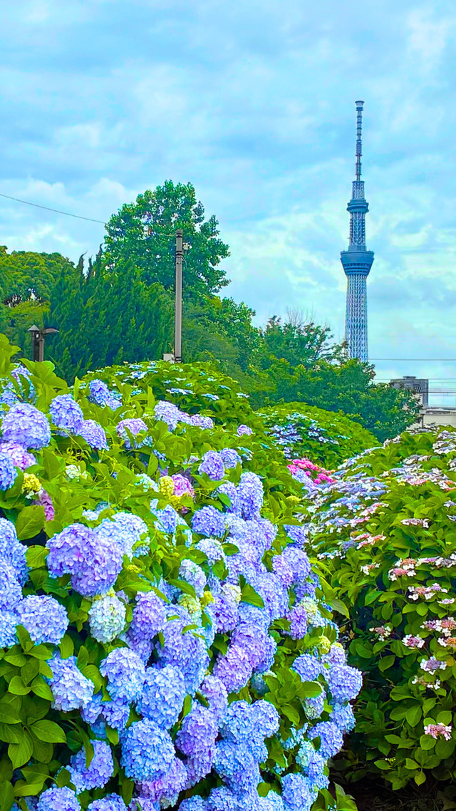 あじさいと東京スカイツリー　1