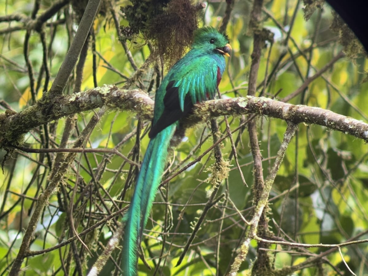 【コスタリカで幻の鳥ケツァールに会いに行く旅】Mirador de Quetzalesでの探鳥体験とアクセス方法