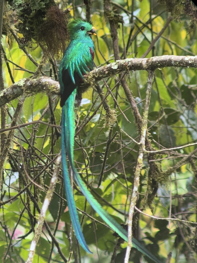 幻の鳥 コスタリカ ケツァール 絶景