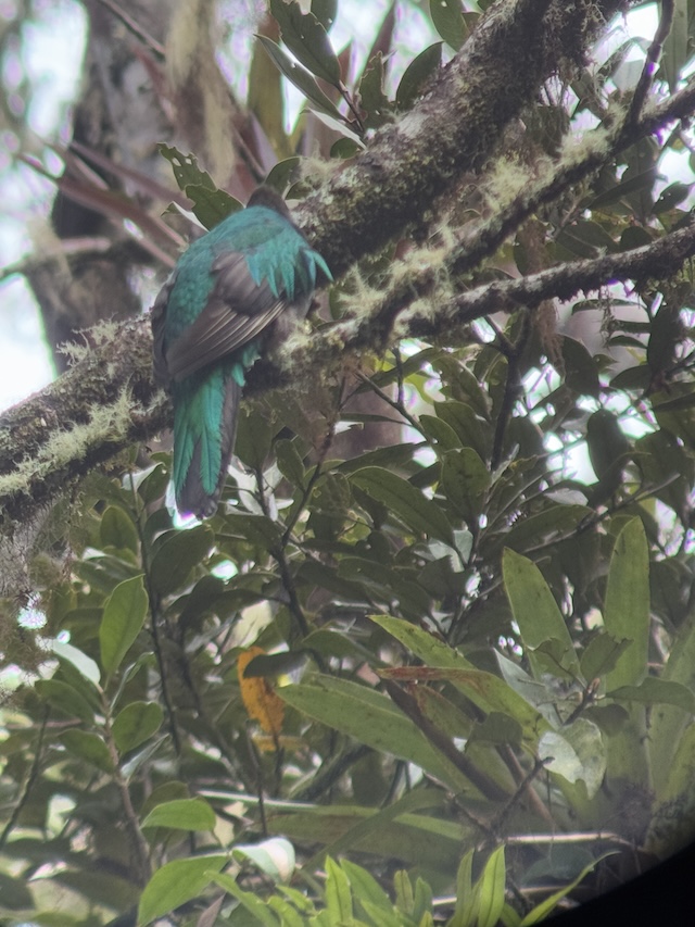 幻の鳥　コスタリカ　ケツァール　絶景　メス