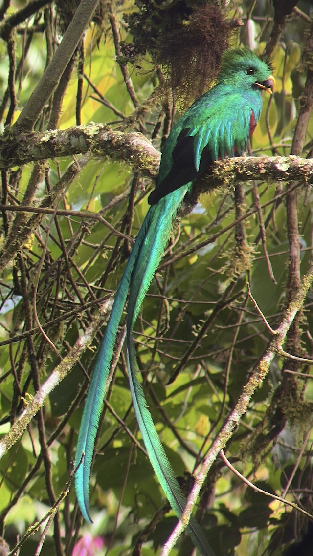 幻の鳥　コスタリカ　ケツァール　絶景