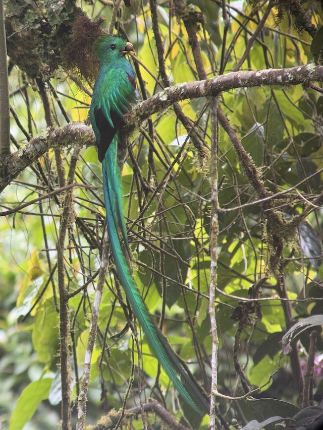 幻の鳥 コスタリカ ケツァール 絶景