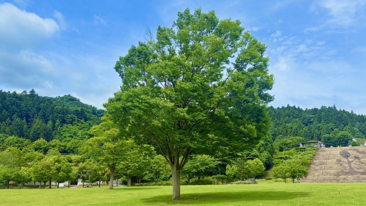 けやき広場