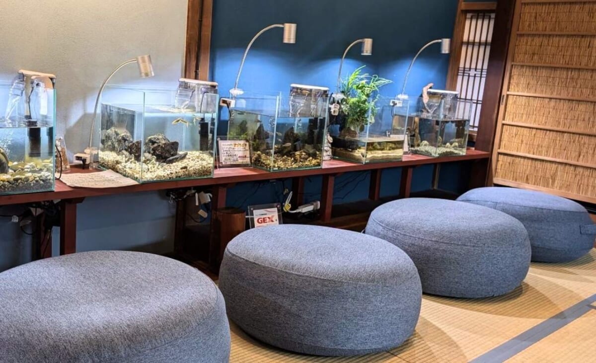 【畳でくつろげる水族館！？】大学生が古民家をリノベ！座布団に座って魚を鑑賞する「おばま水族館」へ