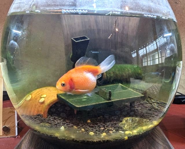 おばま水族館の「ピンポンパール」