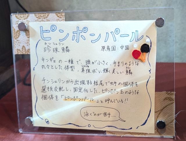 おばま水族館の「ピンポンパール」の説明書き
