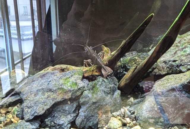 おばま水族館の「テナガエビ」