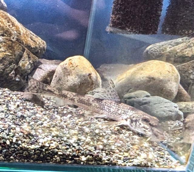おばま水族館の「カマツカ」