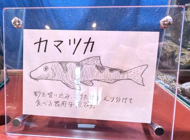 おばま水族館の「カマツカ」の説明書き