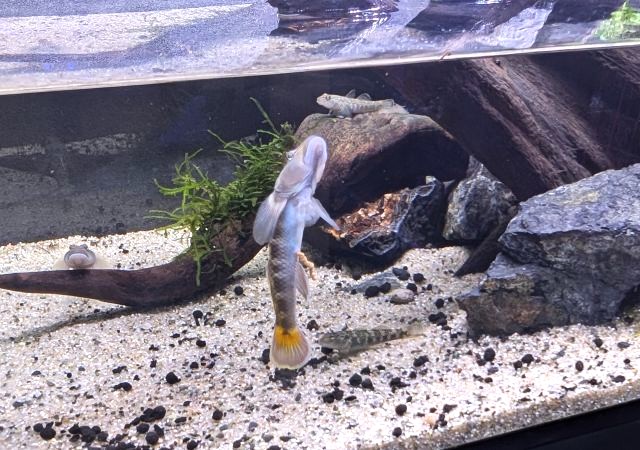 おばま水族館の「トウヨシノボリ」
