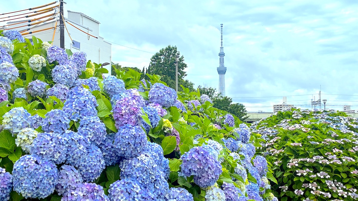 【穴場無料あじさいスポット】東京スカイツリーとの絶景!2,000株の楽園のフォトスポットはここ|旧中川あじさい広場