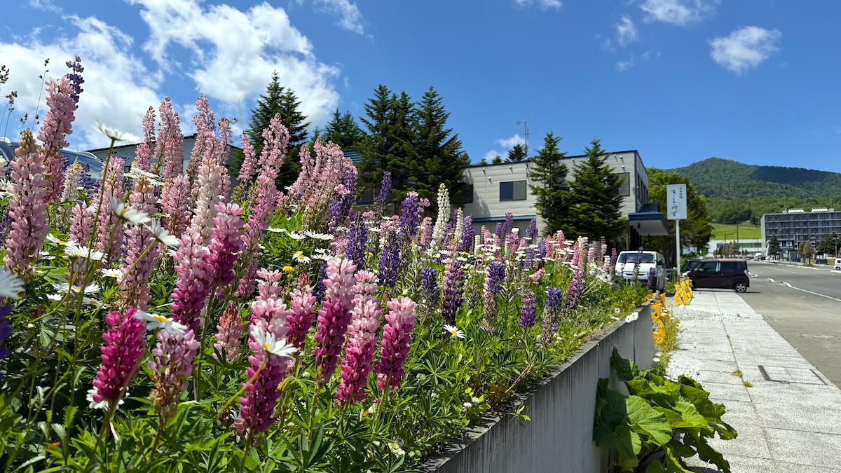 富良野の町　道端の花01 re