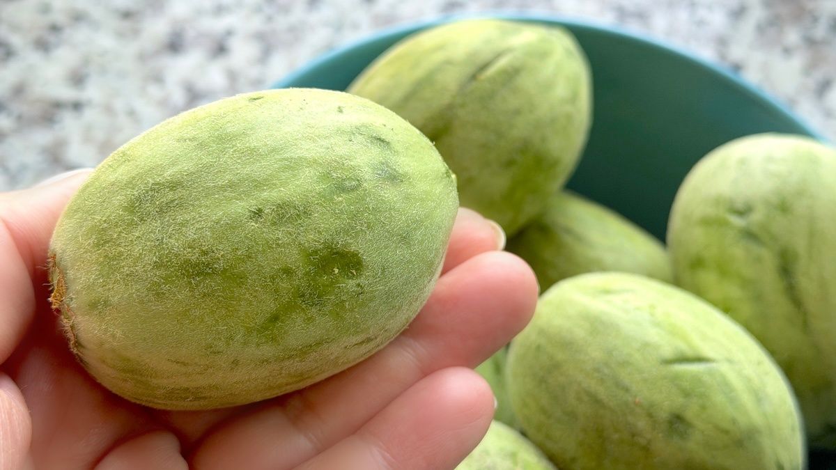 【知る人ぞ知る「摘果メロン（子メロン）」とは？】初夏だけの楽しみ！漬物やサラダにクセになるおいしさ。どこで売ってる？
