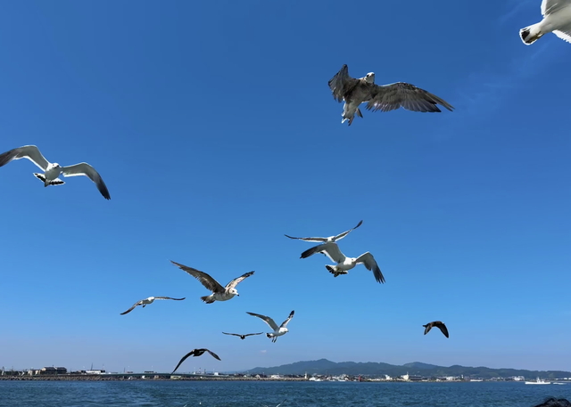 新湊観光船 カモメ