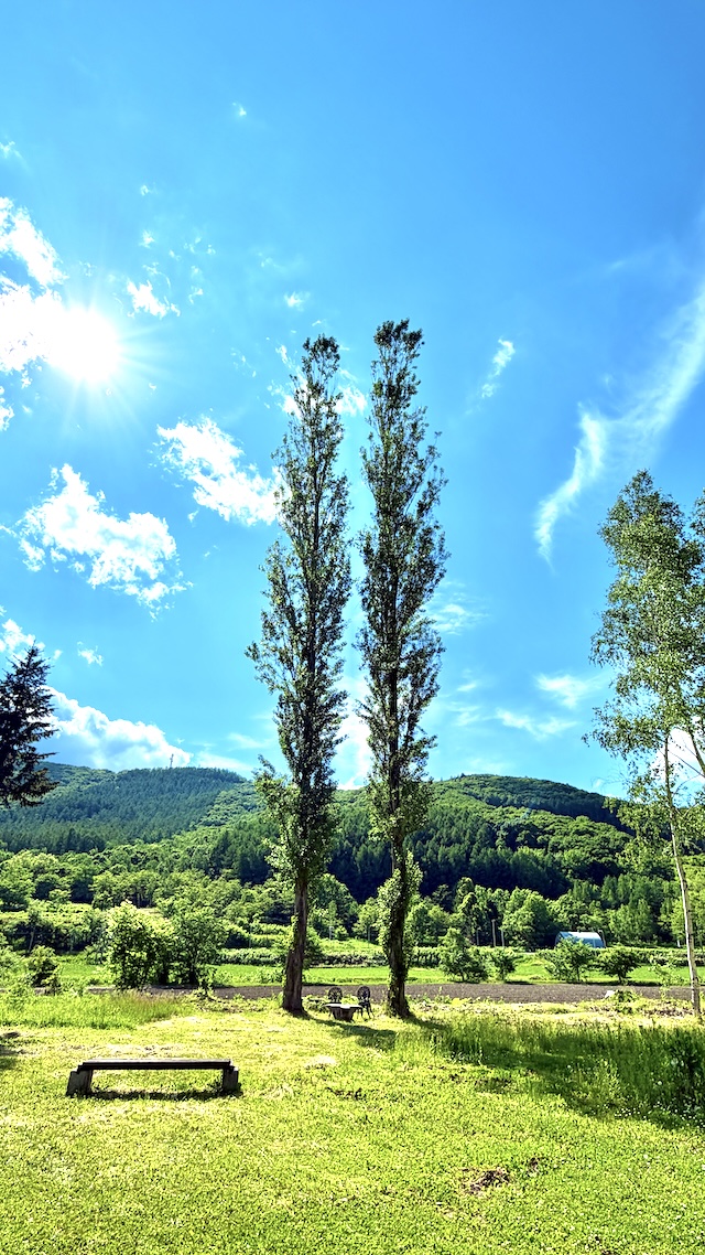 北海道風景画館｜風景画家の庭　富良野　双子の木　ベンチ