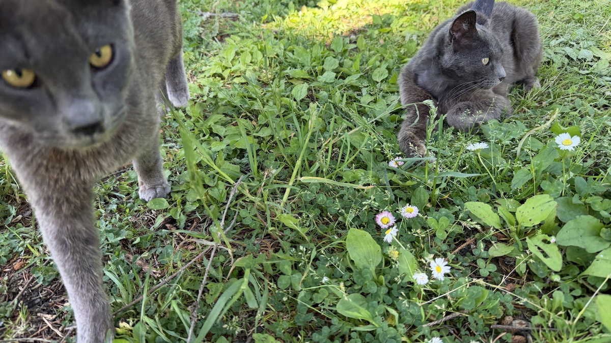 風景画家の庭　近づいてくる猫たち