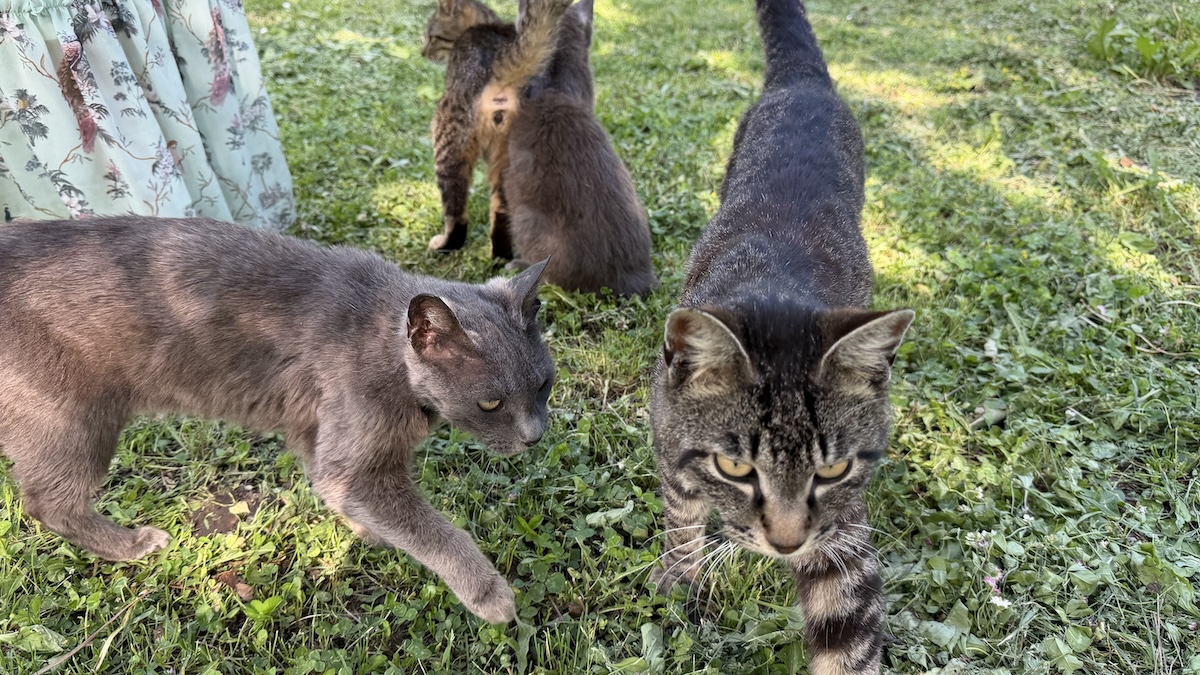 風景画家の庭　人懐こい猫たち