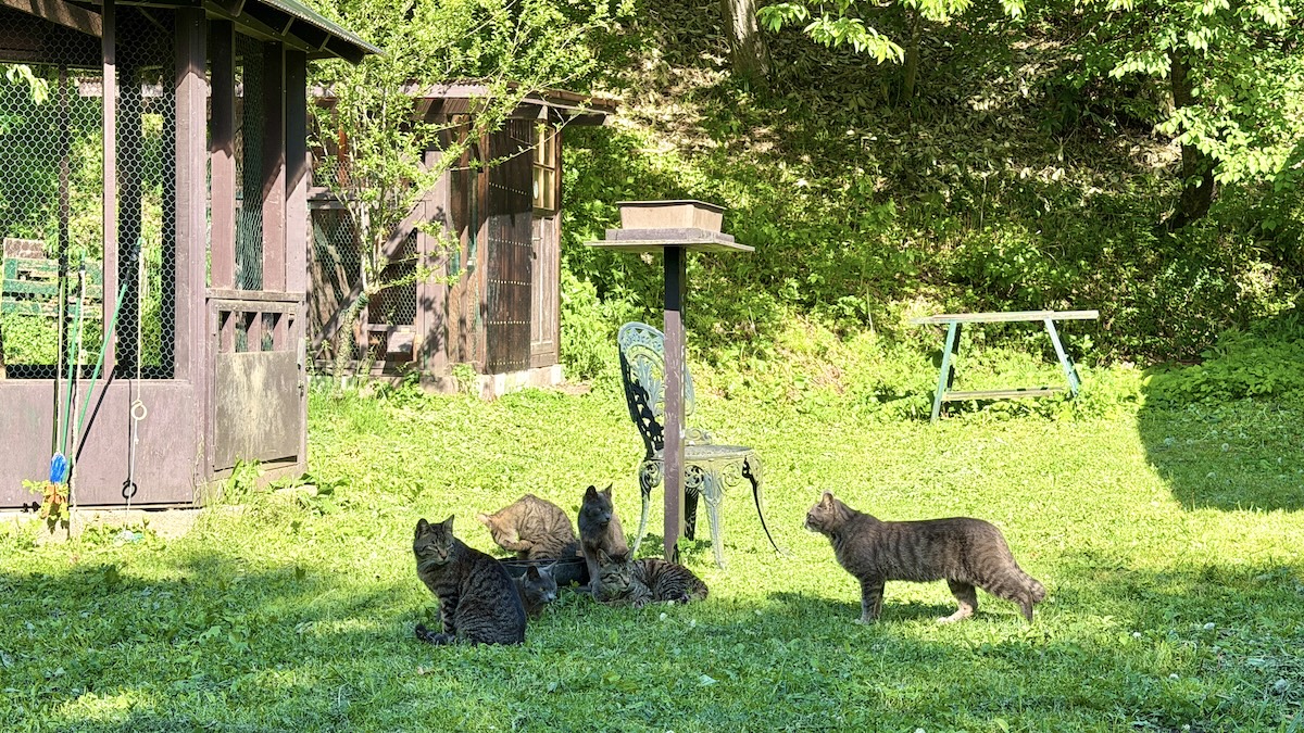 風景画家の庭　放し飼い