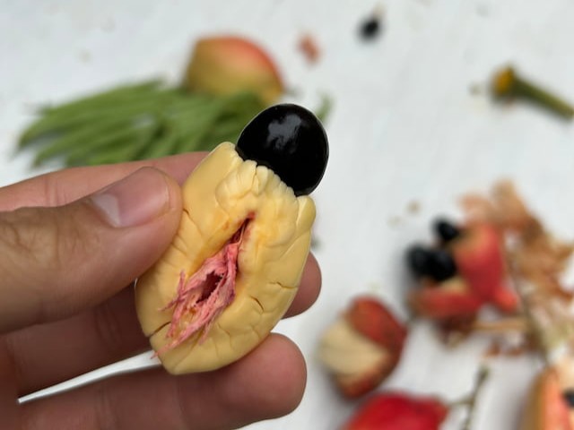 ジャマイカのナショナルフルーツ、「アキ―」