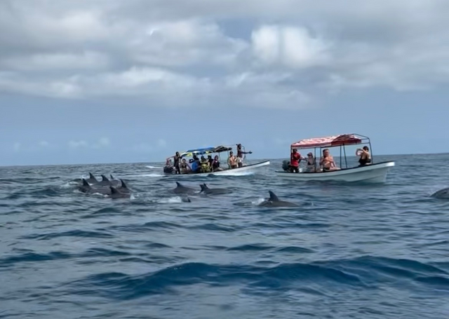 ヌングイのドルフィンスイム