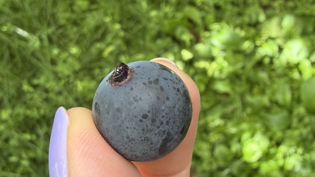 小坂七滝ワイナリー　岩木山葡萄　畑　試食