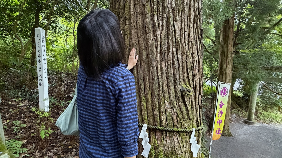 鳥取県日野町 金持神社 御神木 チャンチン