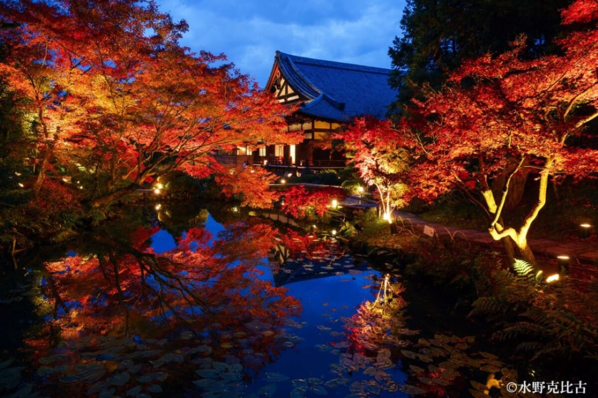 【通常非公開】紅葉の美しい庭園を散策！京都・くろ谷 金戒光明寺「秋の特別拝観」開催