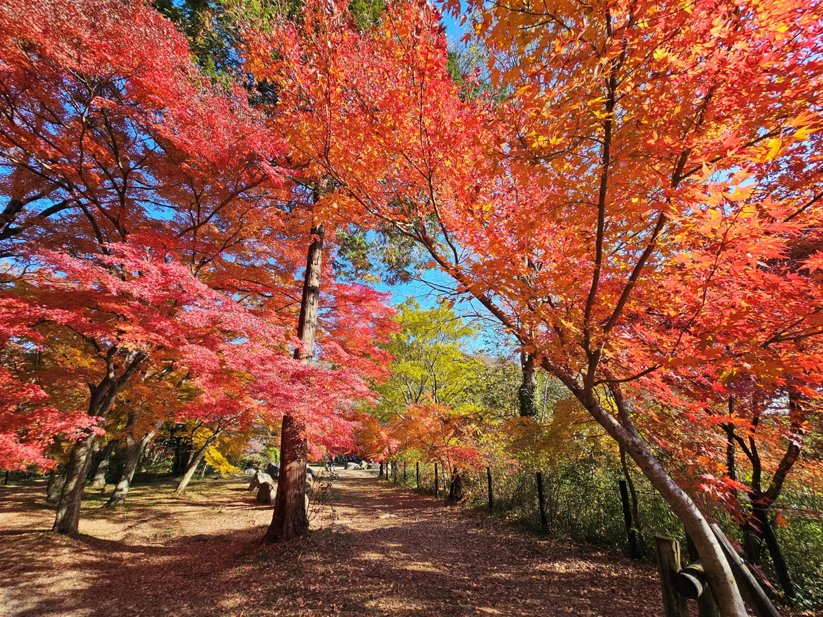 【埼玉・嵐山渓谷紅葉まつり】紅葉の絶景と秋グルメを満喫！11月28日・29日開催